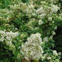 Ligustrum delavayanum fleur